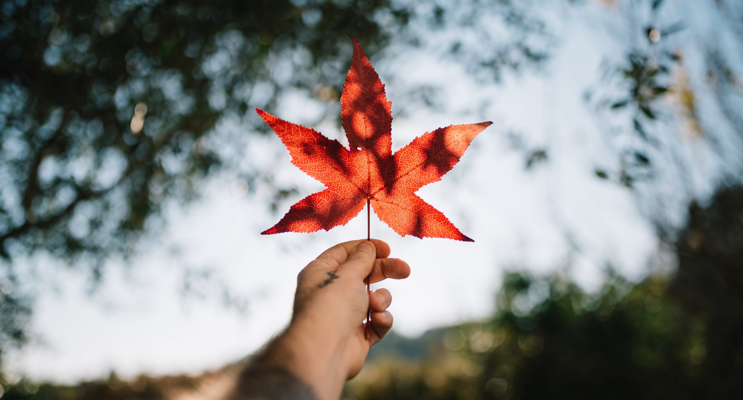 Hand holding a red maple leaf. Une main qui tient une feuille d'érable rouge.