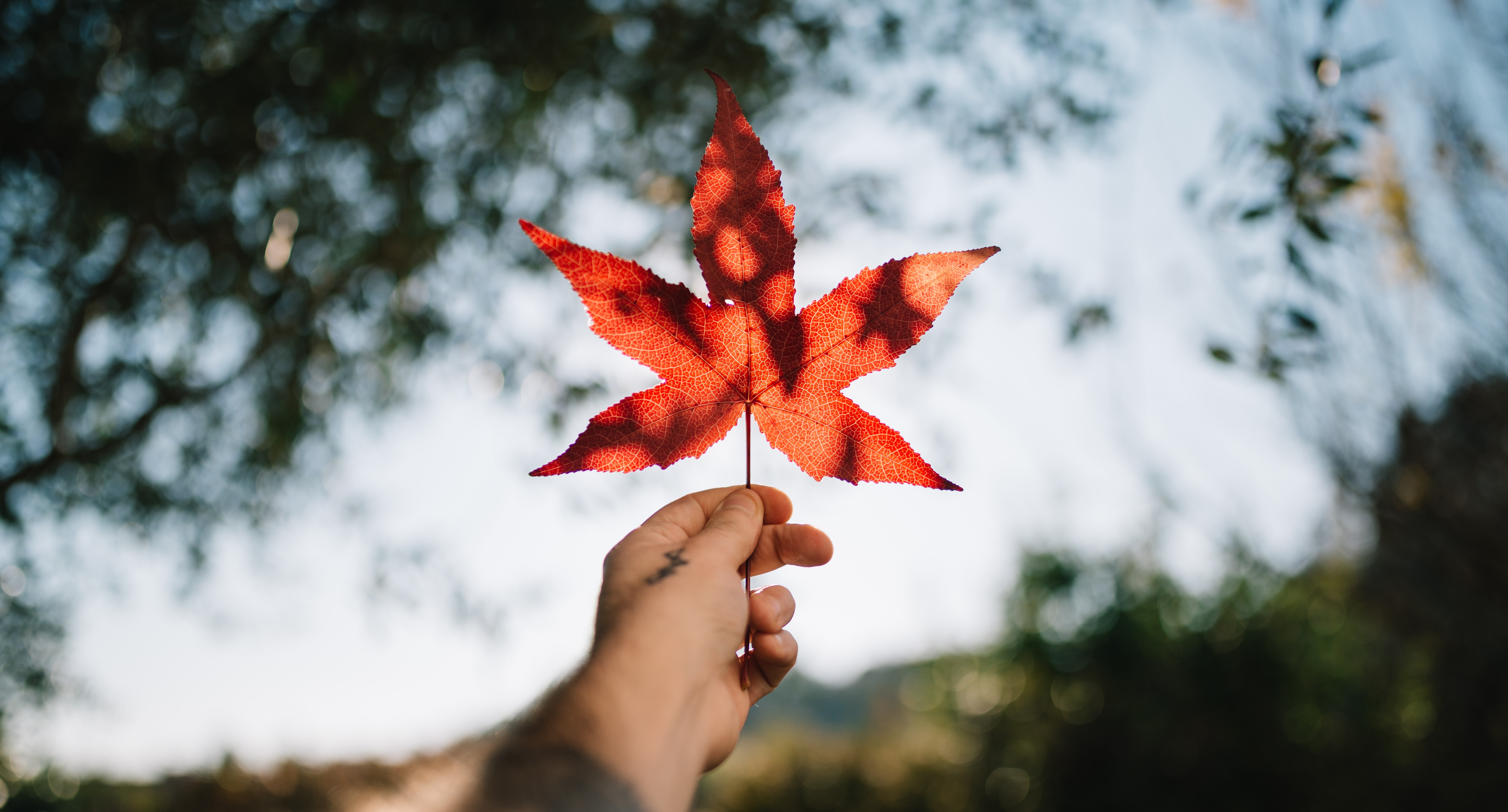 Hand holding a red maple leaf. Une main qui tient une feuille d'érable rouge.